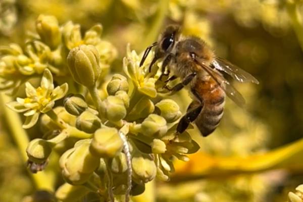 El gen detrás del mecanismo de millones de años que regula el cambio de sexo de las flores del aguacate 1 El gen detrás del mecanismo de millones de años que regula el cambio de sexo de las flores del aguacate