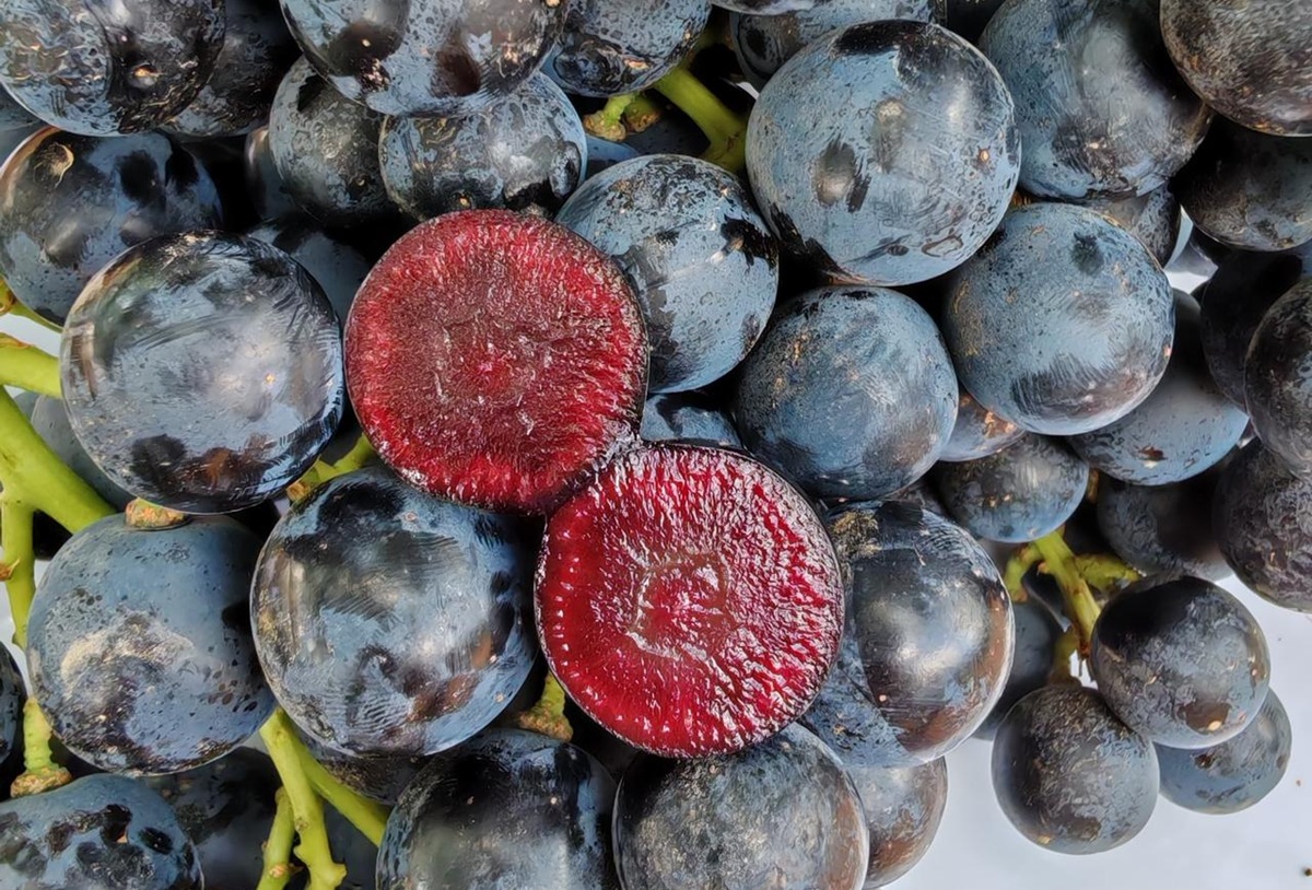 Nueva uva premium de pulpa roja natural llega al mercado español