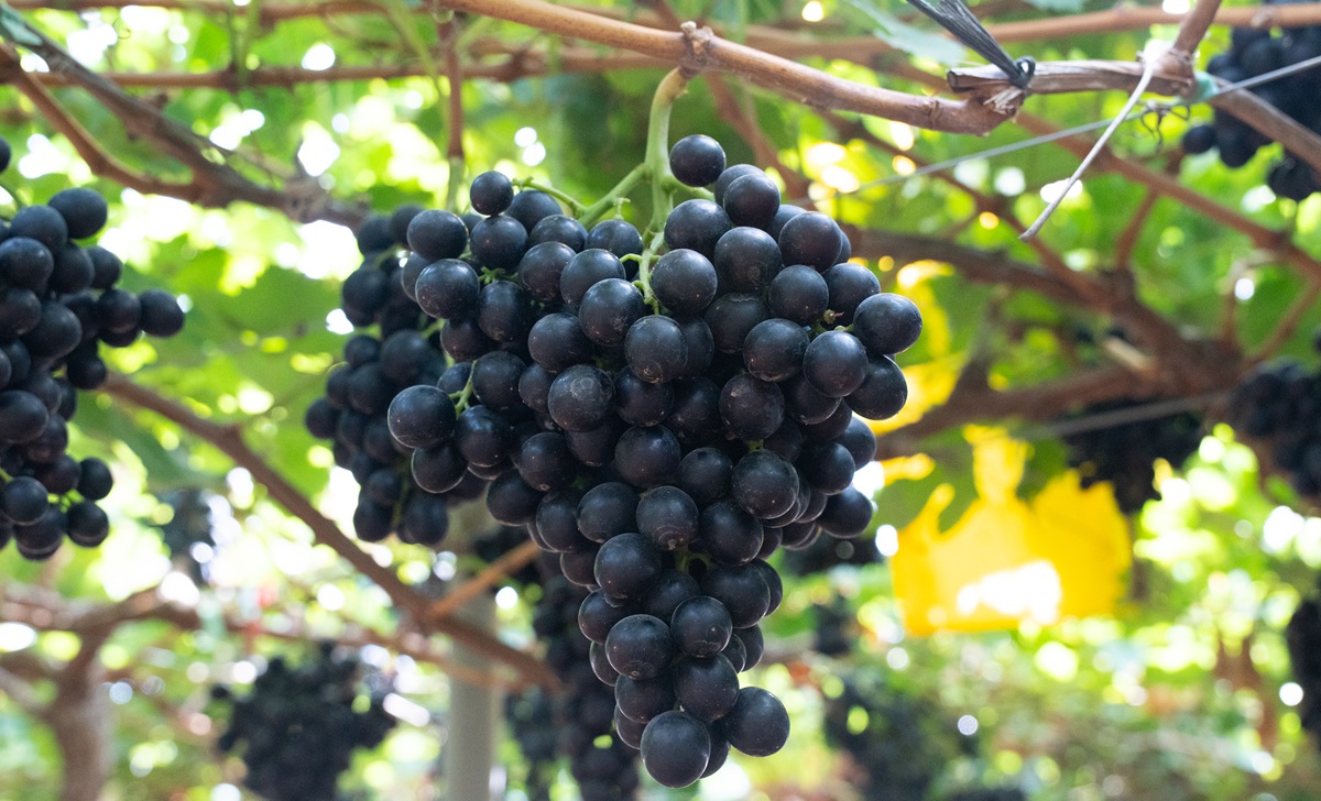 Nueva uva premium de pulpa roja natural llega al mercado español