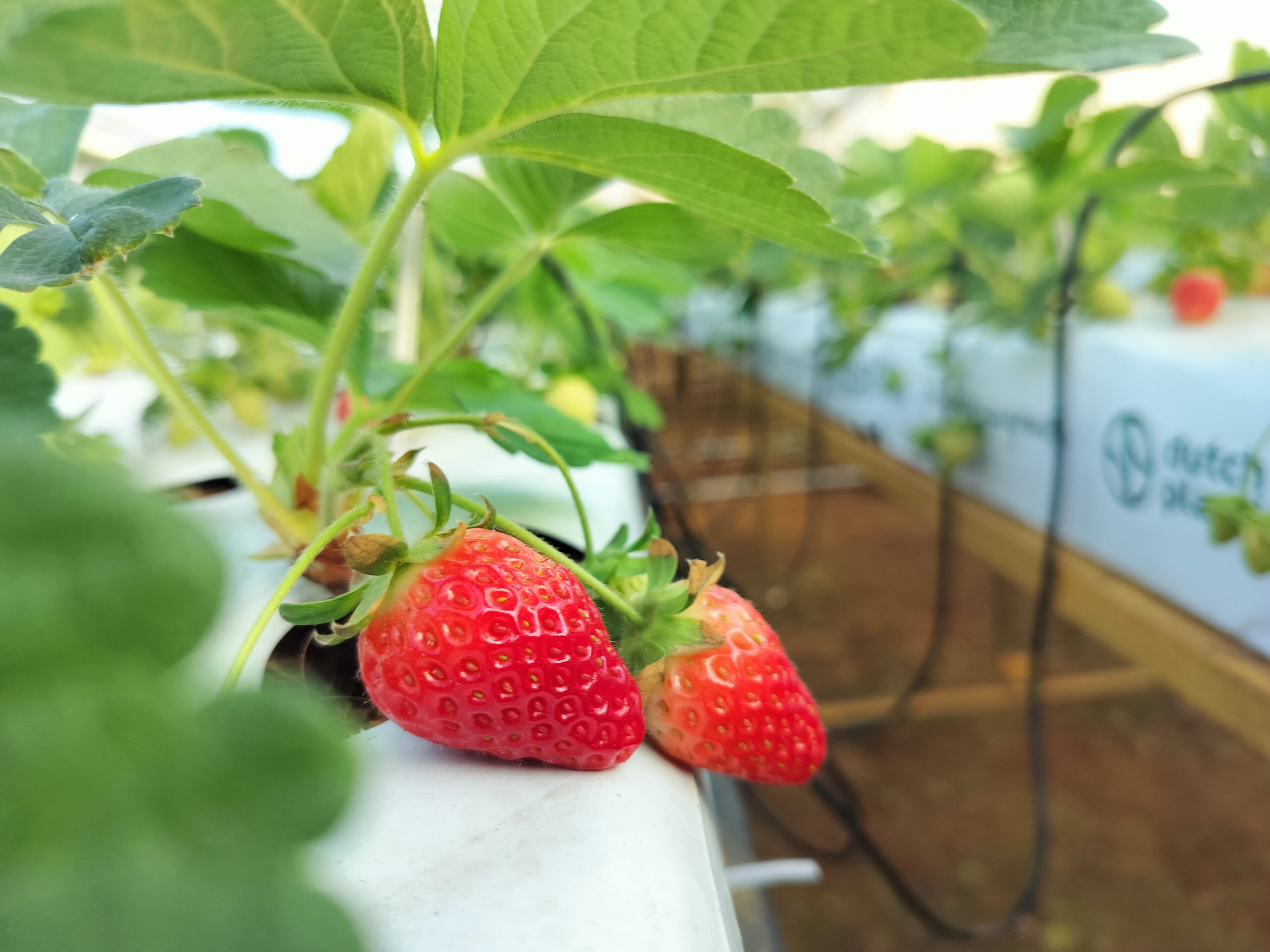 India pone a prueba 19 variedades internacionales de frutilla bajo producción hidropónica 3 India pone a prueba 19 variedades internacionales de frutilla bajo producción hidropónica