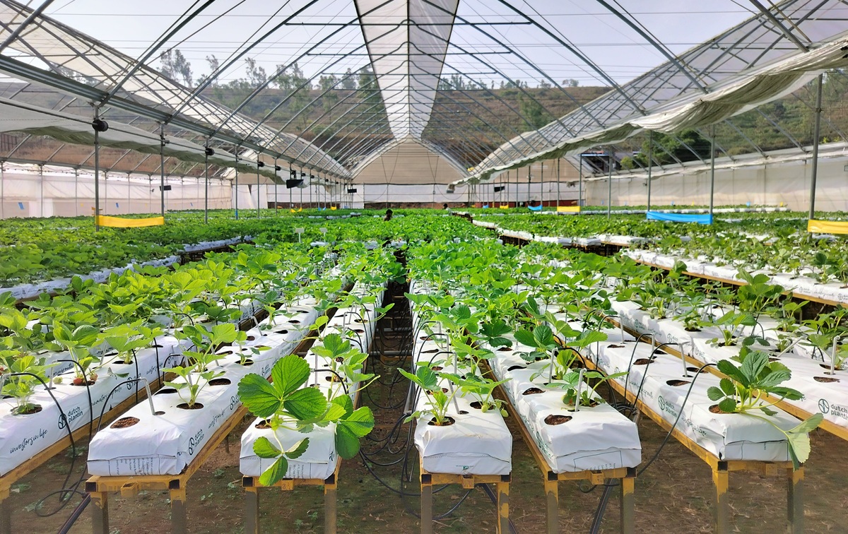India pone a prueba 19 variedades internacionales de frutilla bajo producción hidropónica 