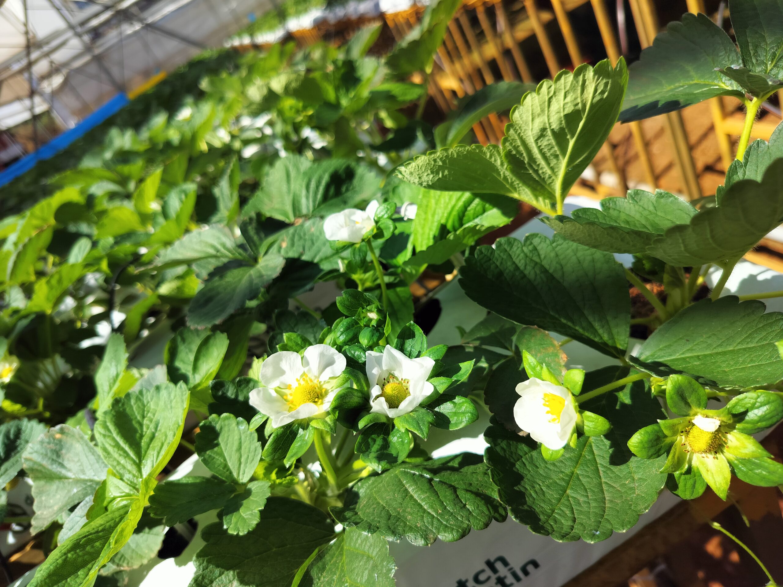 India pone a prueba 19 variedades internacionales de frutilla bajo producción hidropónica 4 India pone a prueba 19 variedades internacionales de frutilla bajo producción hidropónica