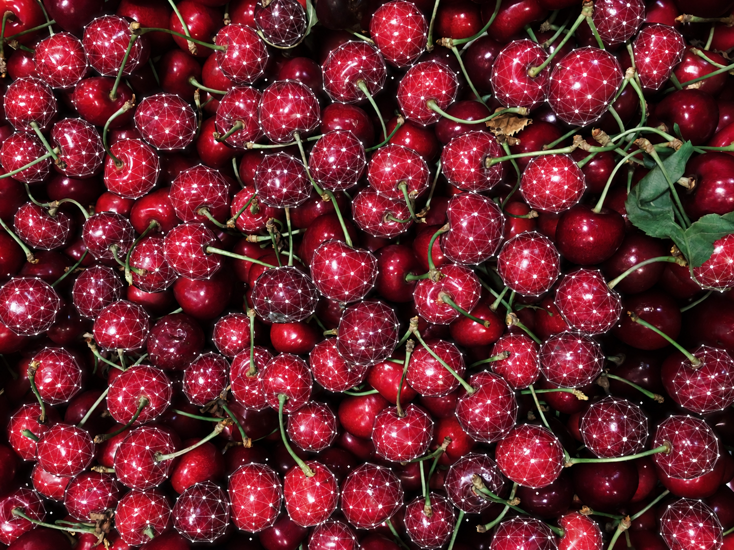 La temporada de cerezas en Chile: saber más en la recepción para actuar con más tiempo 2 Cherries model e1790348440395