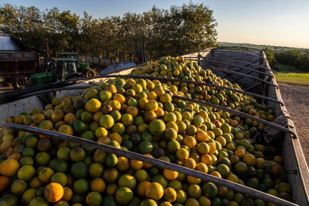 La paradoja del greening en Brasil: menor avance, pero mayor severidad en los huertos