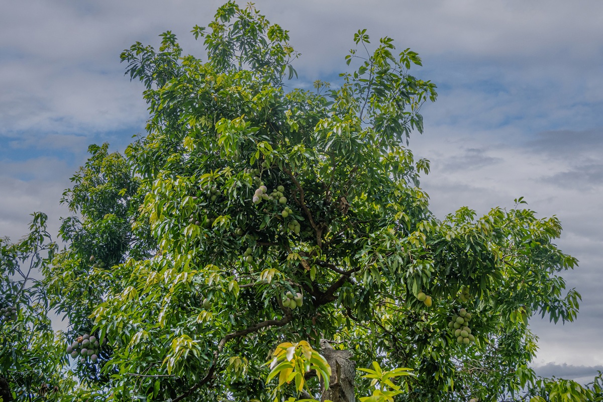 Altas temperaturas y lluvias extremas presionan al mango mexicano