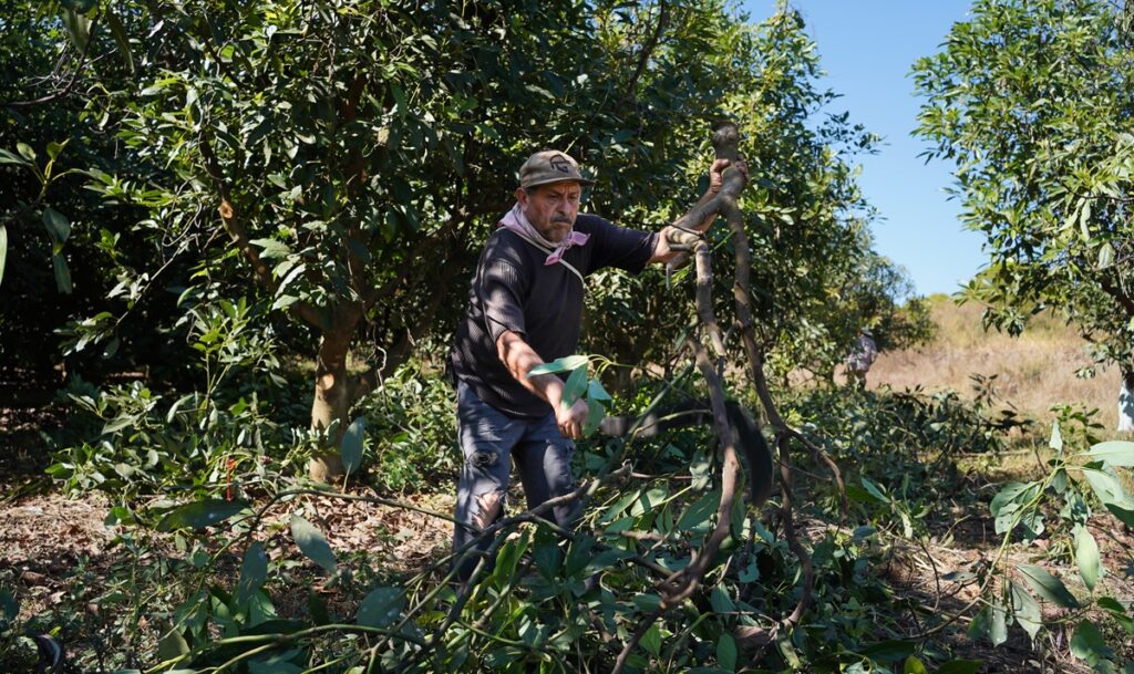 Jalisco fortalece su gestión sanitaria y apunta a nuevos mercados para su producción frutícola