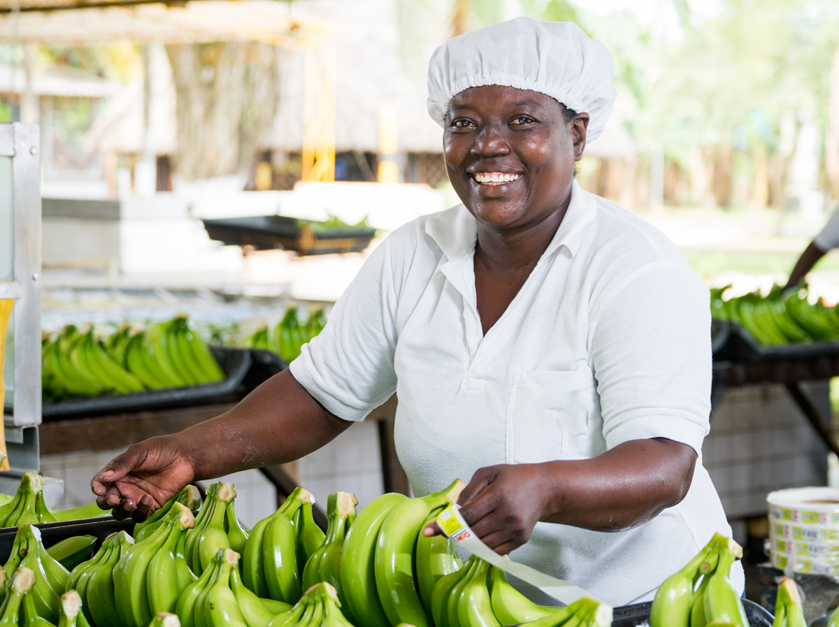 Banano colombiano enfrenta alza de costos y riesgo para 200.000 empleos 3 Banano colombiano enfrenta alza de costos y riesgo para 200.000 empleos