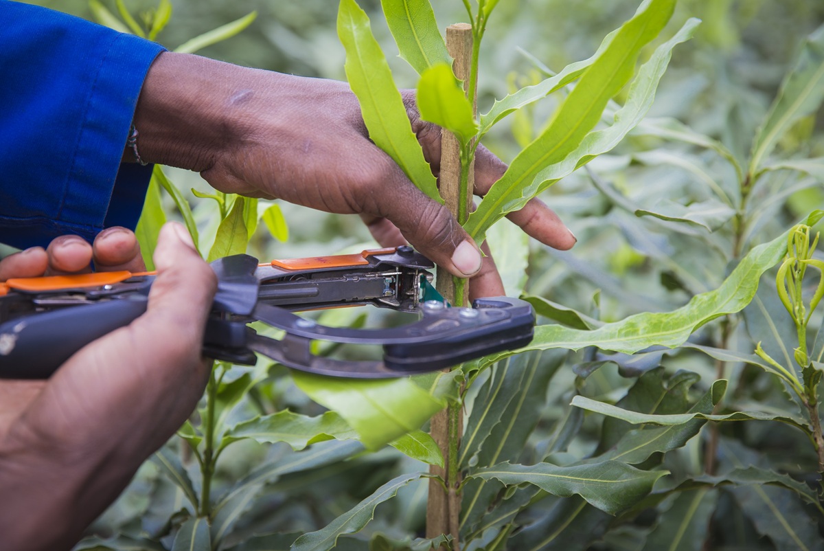 Industria sudafricana de la macadamia pone el foco en aumentar el valor por hectárea