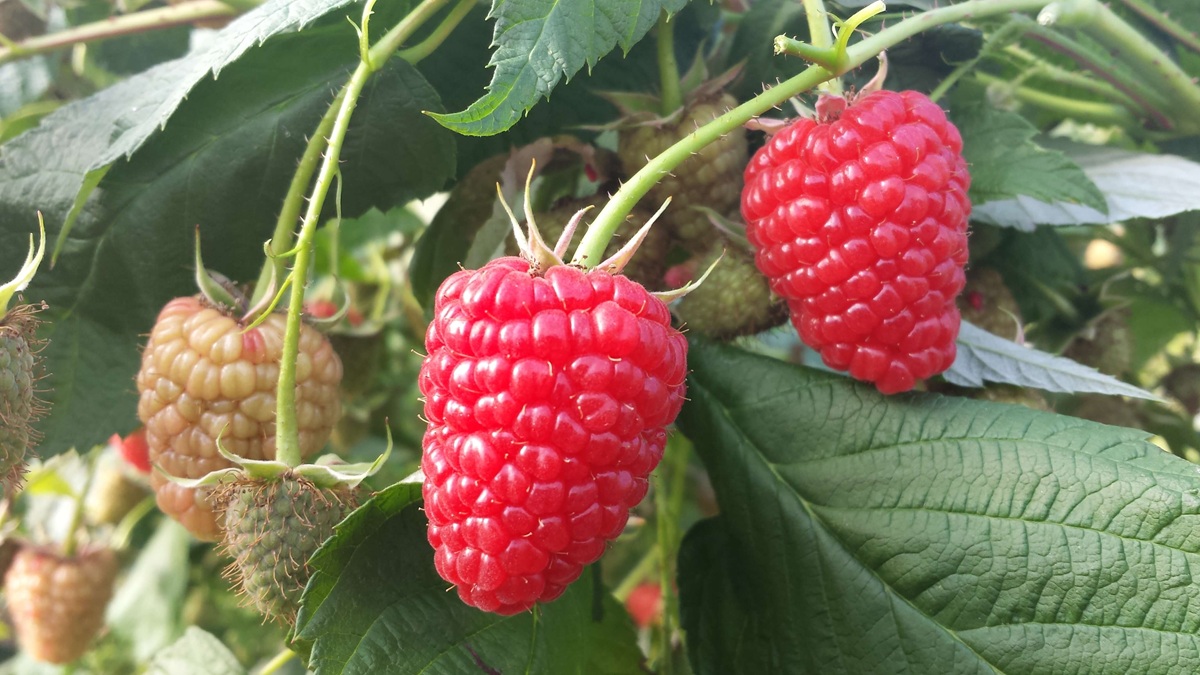 Planasa lleva a Fruit Attraction su propuesta global de berries y nuevos avances en genética 4 Planasa lleva a Fruit Attraction su propuesta global de berries y nuevos avances en genética