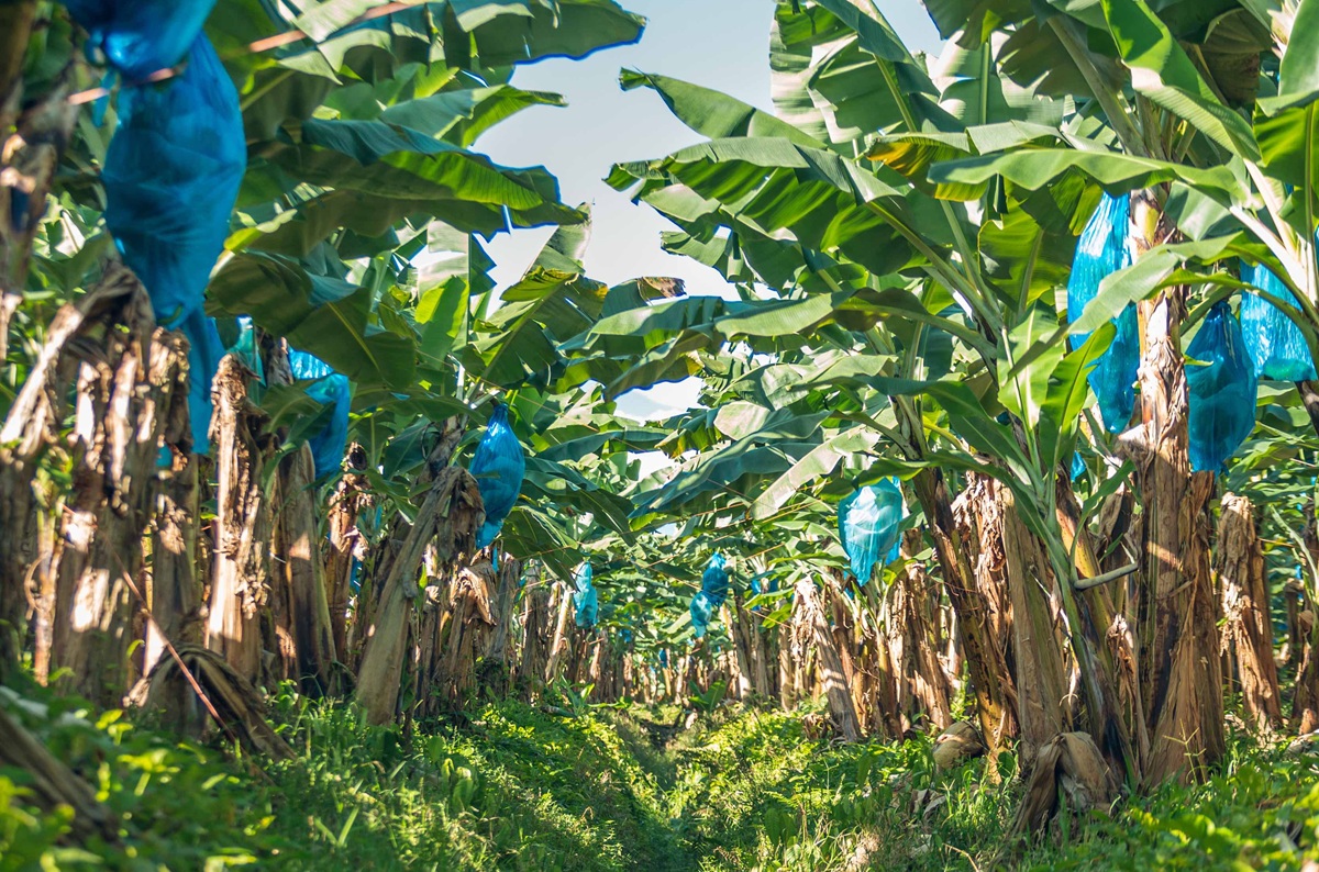 Fyffes busca incorporar agricultura regenerativa en 13.000 hectáreas de banano y piña para 2030
