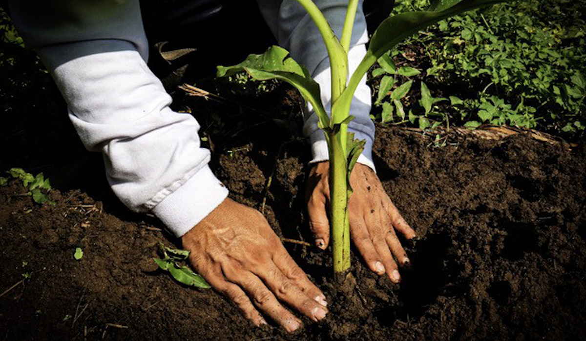 Fyffes busca incorporar agricultura regenerativa en 13.000 hectáreas de banano y piña para 2030