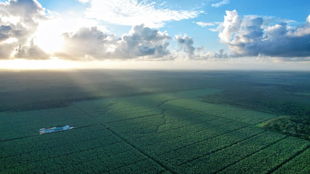 Fyffes busca incorporar agricultura regenerativa en 13.000 hectáreas de banano y piña para 2030