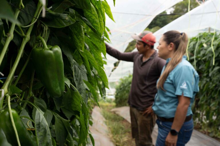 Bactericida fungicida no tóxico muestra resultados prometedores contra Neopestalotiopsis en frutillas 7 Bactericida fungicida no tóxico muestra resultados prometedores contra Neopestalotiopsis en frutillas