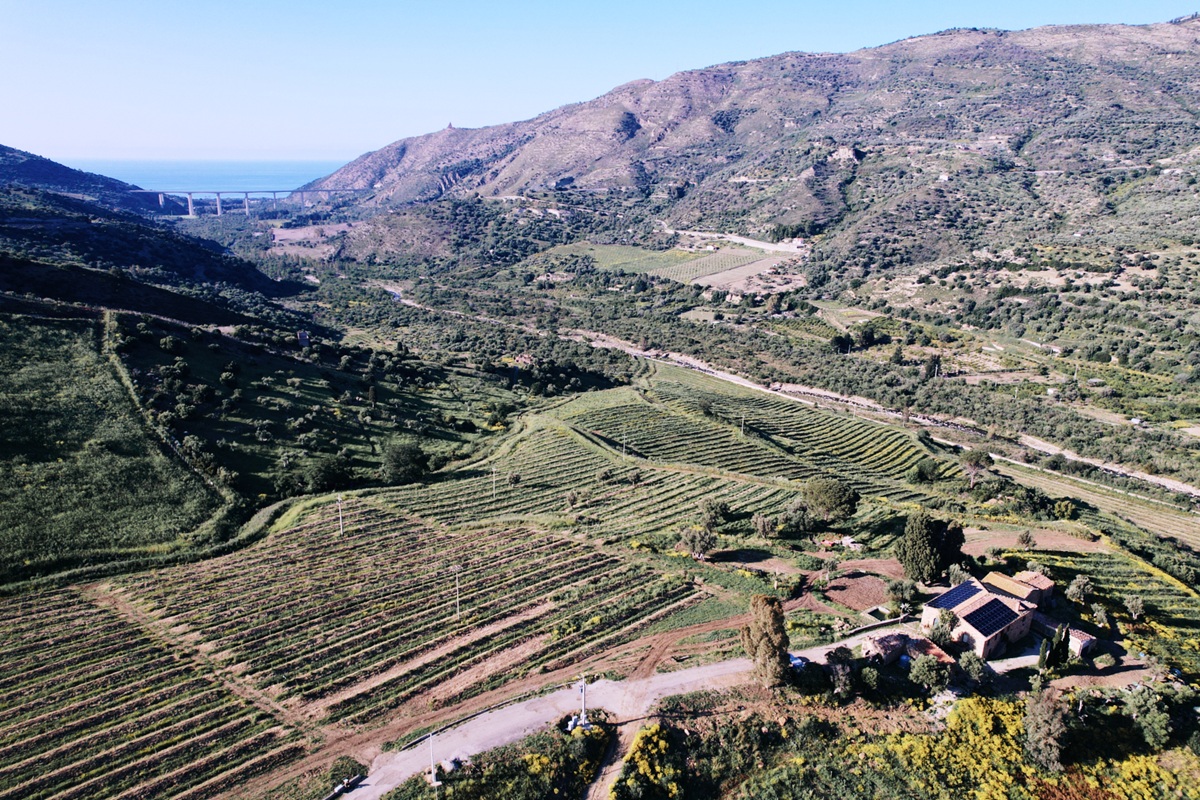 Consumo de aguacate crece en Italia y Halaesa acelera su expansión productiva en Sicilia 3 Consumo de aguacate crece en Italia y Halaesa acelera su expansión productiva en Sicilia