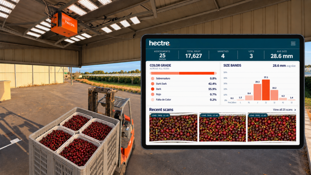 La temporada de cerezas en Chile: saber más en la recepción para actuar con más tiempo