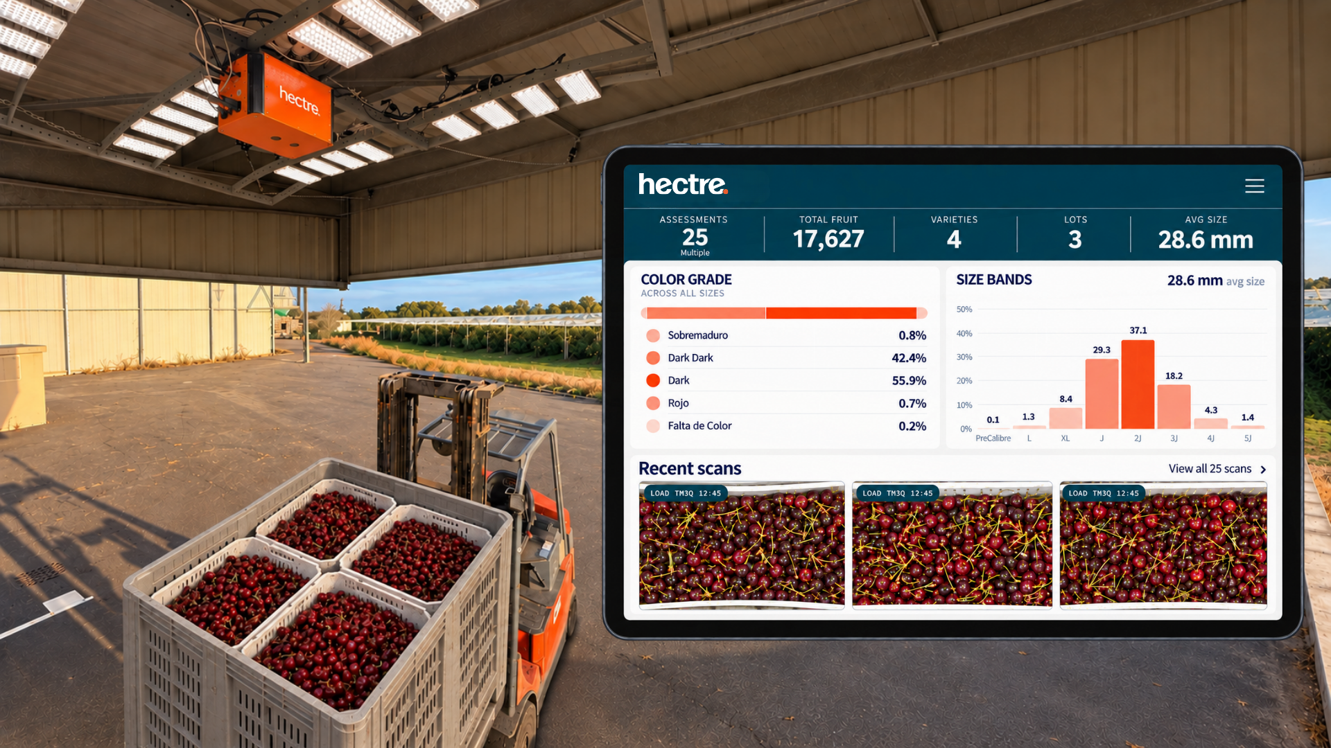 La temporada de cerezas en Chile: saber más en la recepción para actuar con más tiempo