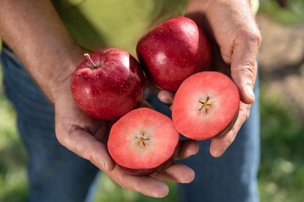 Kissabel inicia nueva temporada en el hemisferio norte con foco en expansión comercial