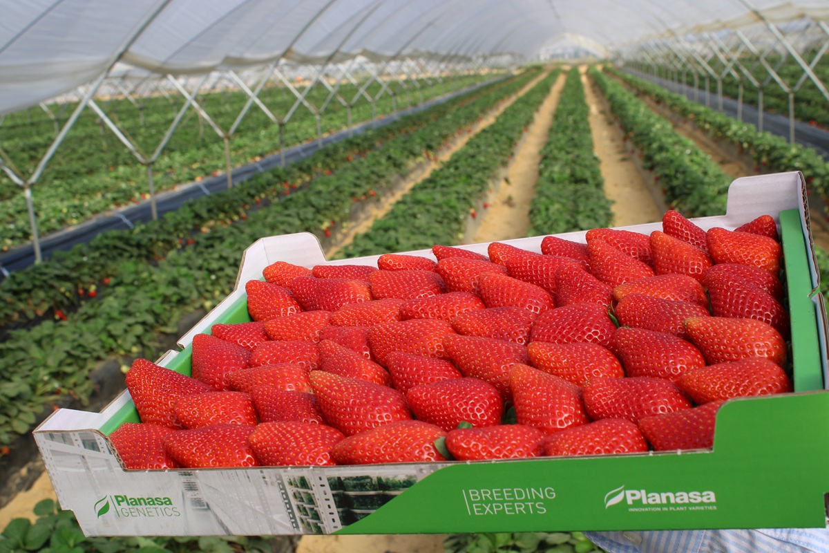 Planasa lleva a Fruit Attraction su propuesta global de berries y nuevos avances en genética