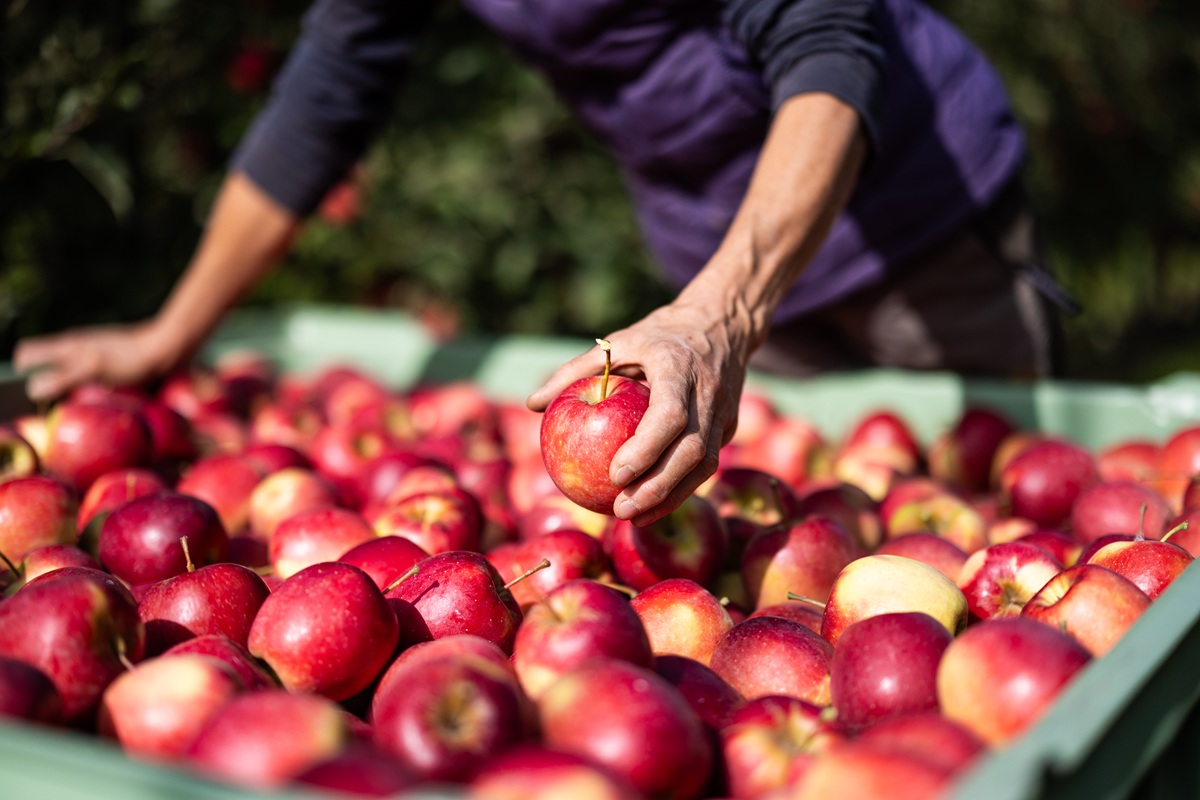 VOG inicia nueva temporada de manzanas ecológicas con foco en variedad y suministro anual