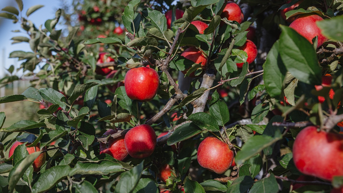 Vietnam será el primer país en el mundo en probar JOLI, la nueva manzana premium de T&G Global