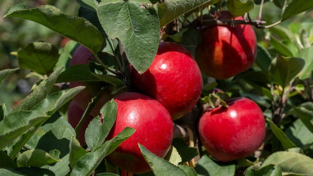Vietnam será el primer país en el mundo en probar JOLI, la nueva manzana premium de T&G Global