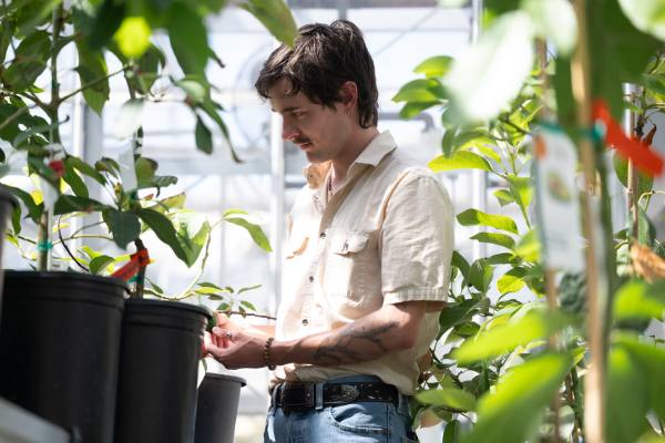 El gen detrás del mecanismo de millones de años que regula el cambio de sexo de las flores del aguacate 2 El gen detrás del mecanismo de millones de años que regula el cambio de sexo de las flores del aguacate