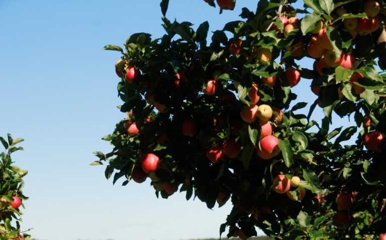 Temporada de manzanas de Michigan avanza con resiliencia pese a desafíos climáticos 3 Temporada de manzanas de Michigan avanza con resiliencia pese a desafíos climáticos