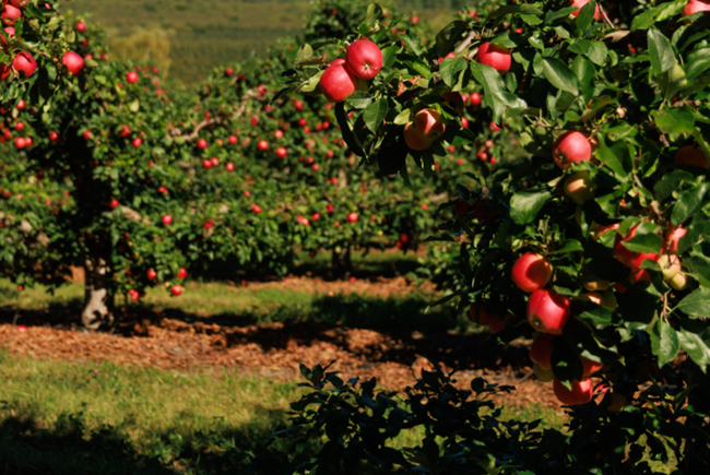 Temporada de manzanas de Michigan avanza con resiliencia pese a desafíos climáticos 6 Temporada de manzanas de Michigan avanza con resiliencia pese a desafíos climáticos