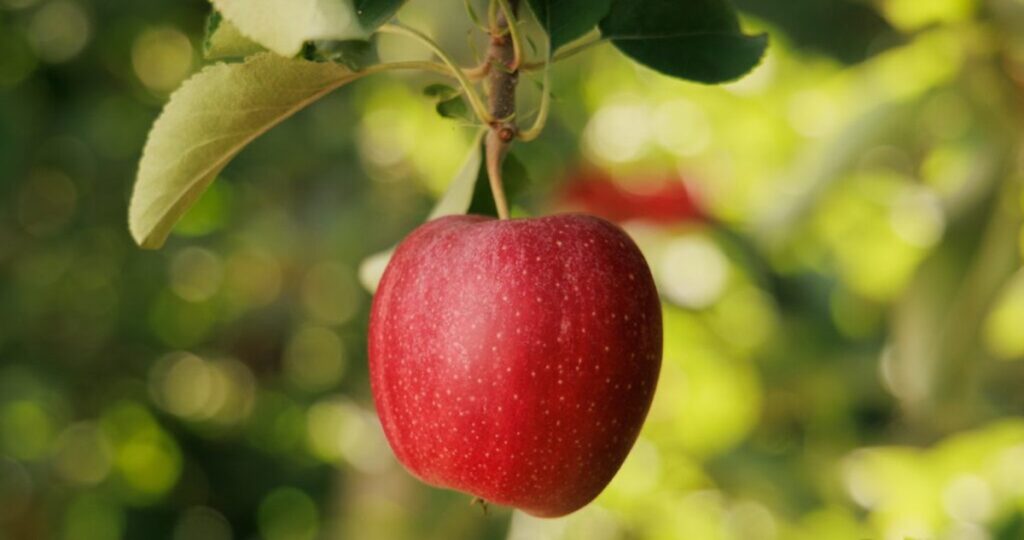 Temporada de manzanas de Michigan avanza con resiliencia pese a desafíos climáticos