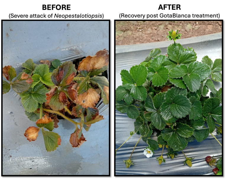 Bactericida fungicida no tóxico muestra resultados prometedores contra Neopestalotiopsis en frutillas 6 Bactericida fungicida no tóxico muestra resultados prometedores contra Neopestalotiopsis en frutillas