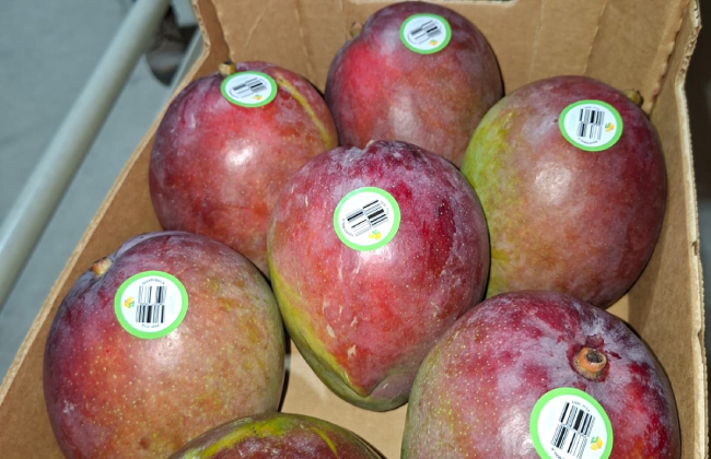 Guatemala busca elevar la competitividad de su mango de exportación 6 Guatemala busca elevar la competitividad de su mango de exportación