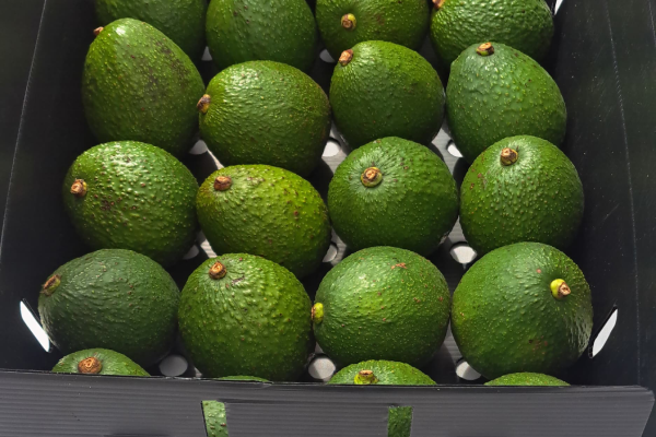 Aguacate Hass como carta de presentación: Honduras debutará con su fruta en Dubái 6 Aguacate Hass como carta de presentación: Honduras debutará con su fruta en Dubái