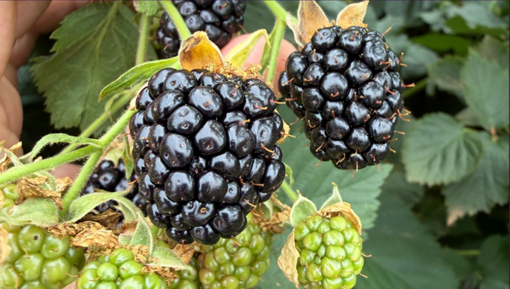 Nueva variedad de mora Ervin destaca por su dulzor y cosecha temprana