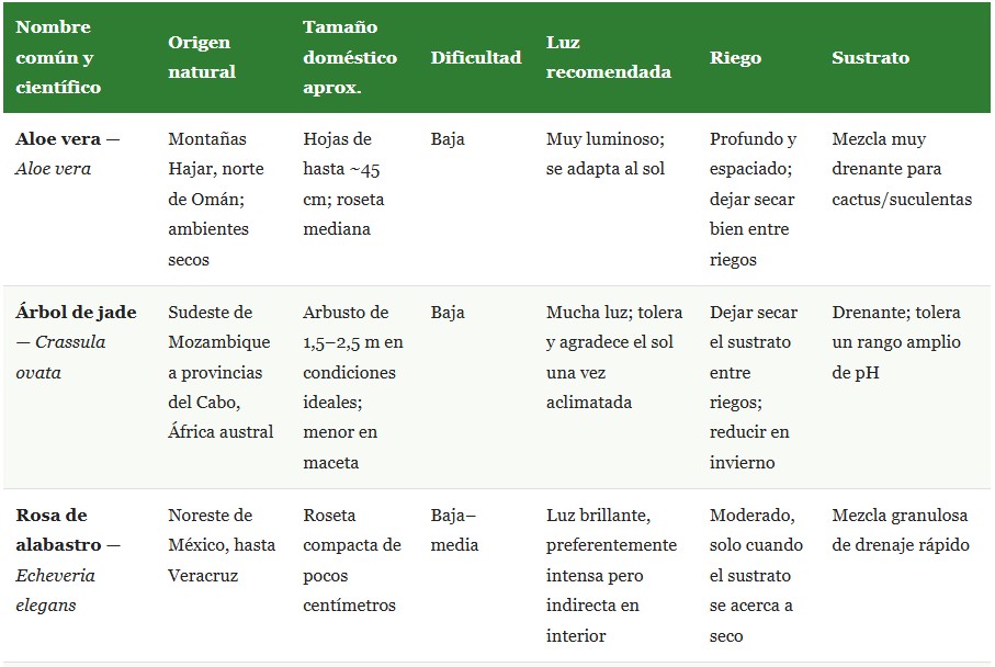 plantas suculentas