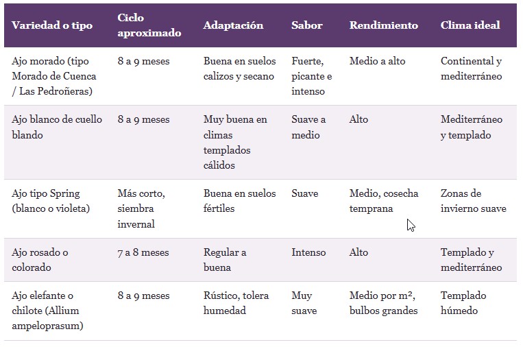 cultivo de ajos