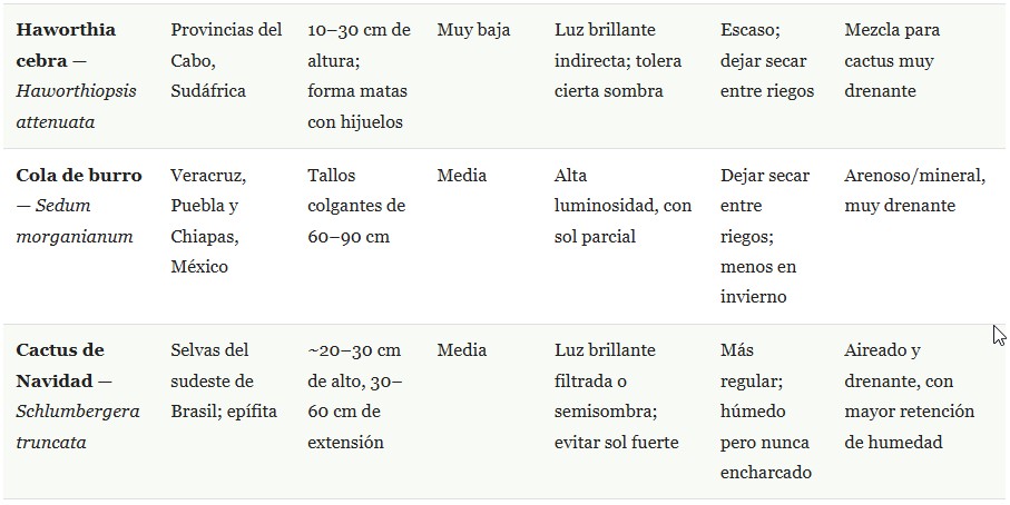 plantas suculentas