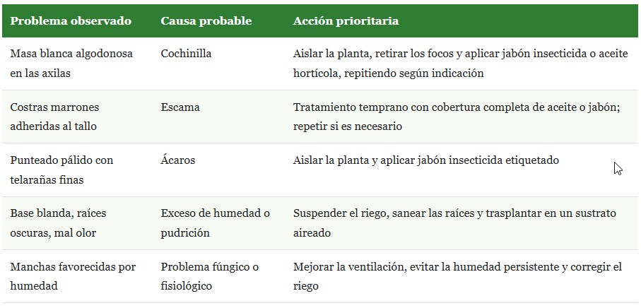 plantas suculentas