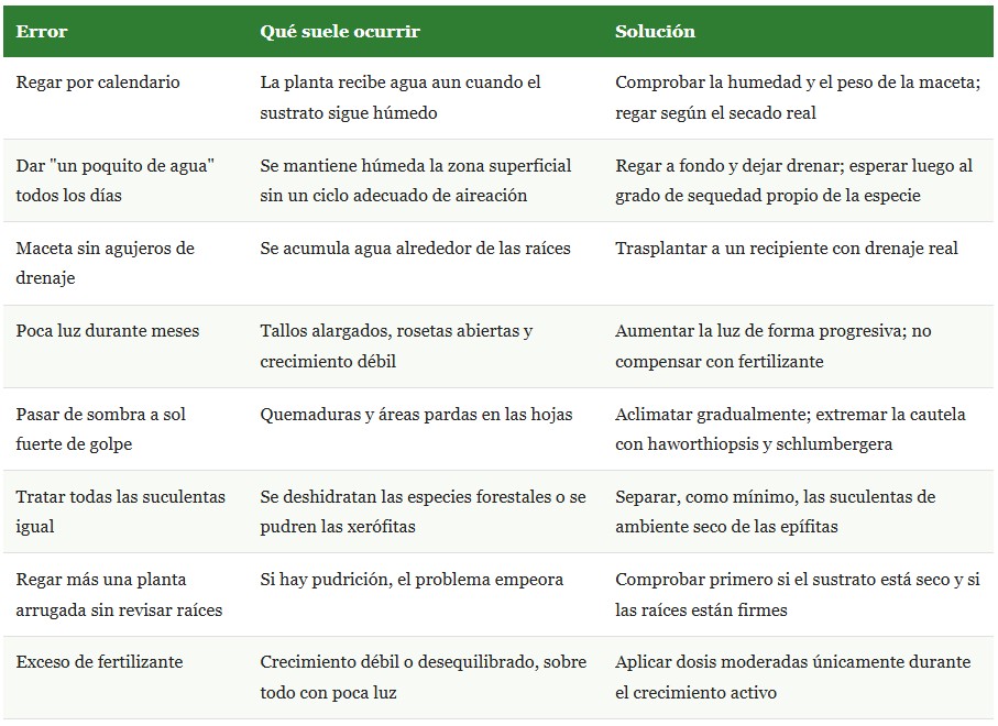 plantas suculentas