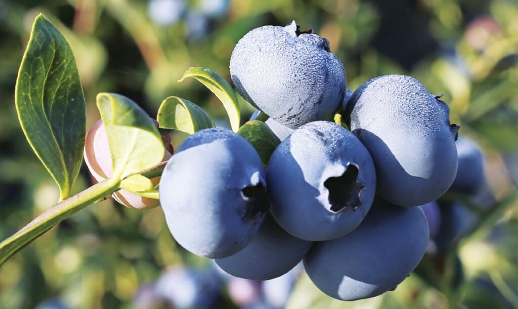Fall Creek impulsa la expansión del arándano hacia nuevas zonas productivas con la plataforma Sekoya®