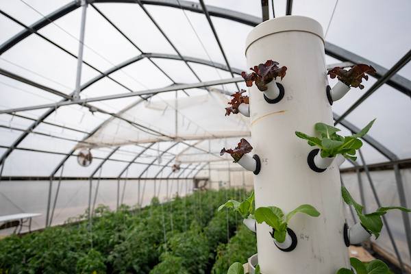 Investigadores envían semillas de uva al espacio para estudiar los efectos genéticos de la radiación solar en las plantas