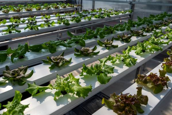 Investigadores envían semillas de uva al espacio para estudiar los efectos genéticos de la radiación solar en las plantas