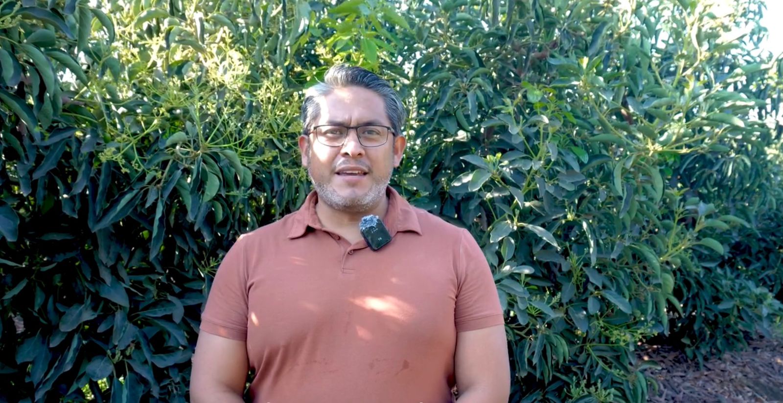 Casma apuesta por la eficiencia para sostener su liderazgo en mango y palta