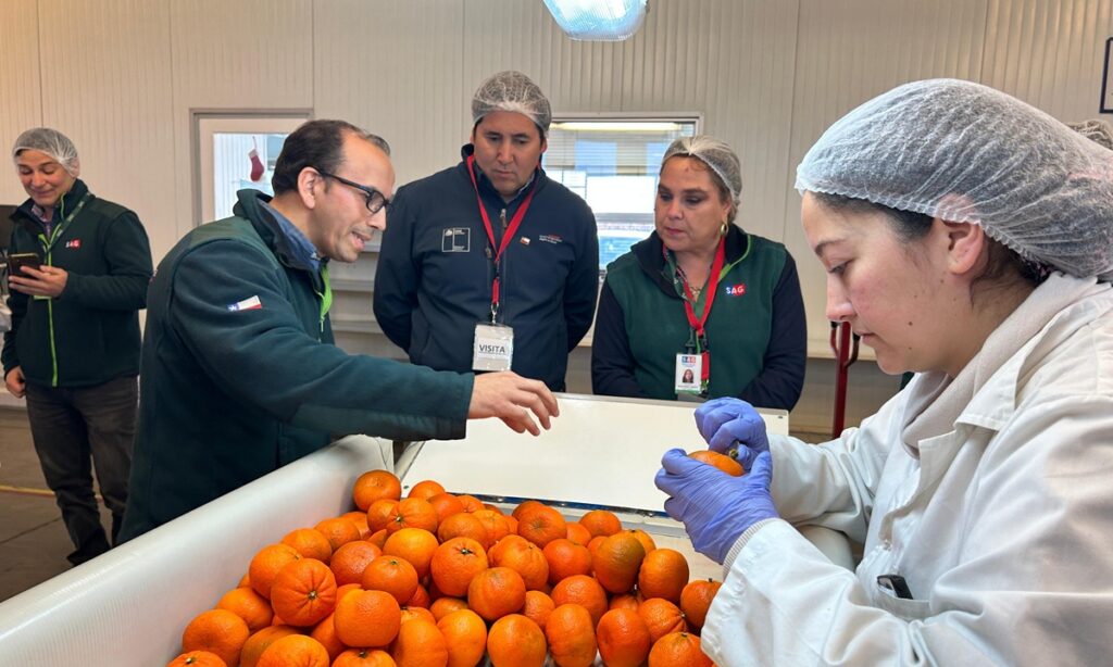 Fruta chilena bate récord en Teno: más de 14 millones de cajas fueron inspeccionadas para Estados Unidos