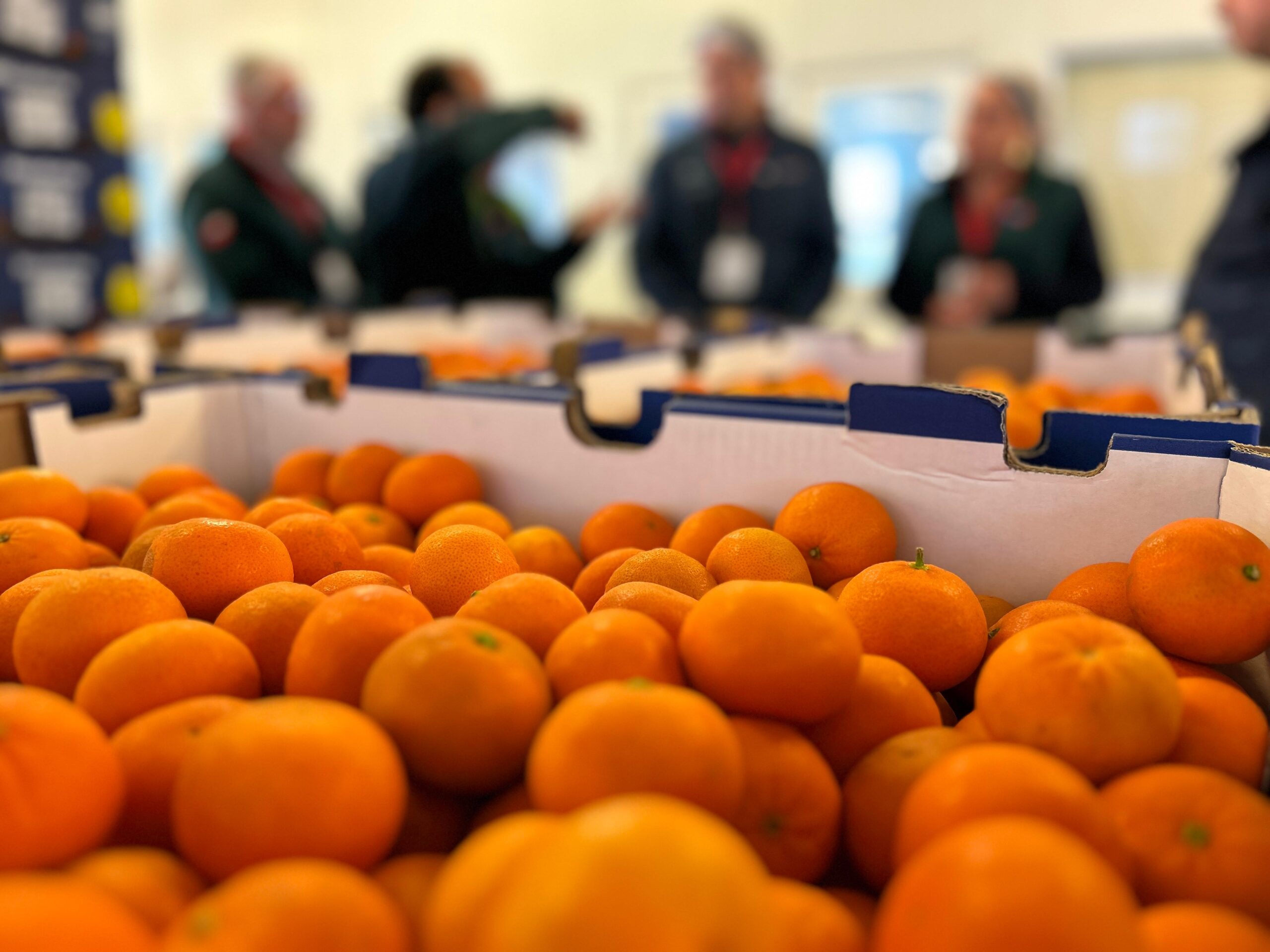 Fruta chilena bate récord en Teno: más de 14 millones de cajas fueron inspeccionadas para Estados Unidos 3 Fruta chilena bate récord en Teno: más de 14 millones de cajas fueron inspeccionadas para Estados Unidos