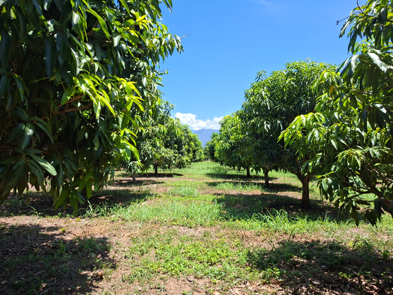 Guatemala busca elevar la competitividad de su mango de exportación 3 Guatemala busca elevar la competitividad de su mango de exportación