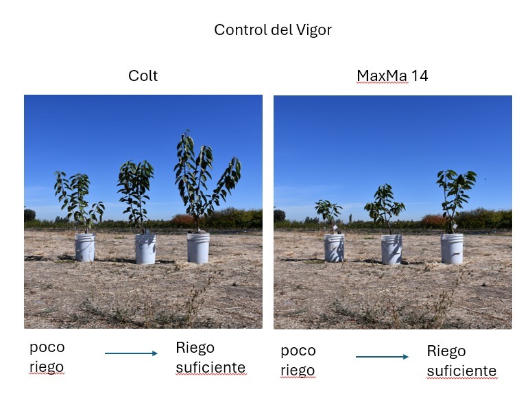 Escasez hídrica y de mano de obra: los aprendizajes de Japón para la fruticultura chilena 3 Investigación en cerezos