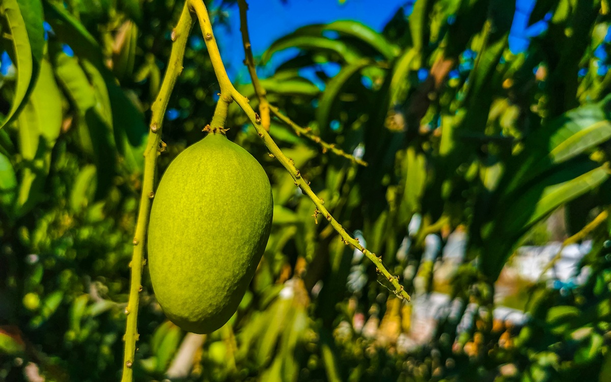 Altas temperaturas y lluvias extremas presionan al mango mexicano