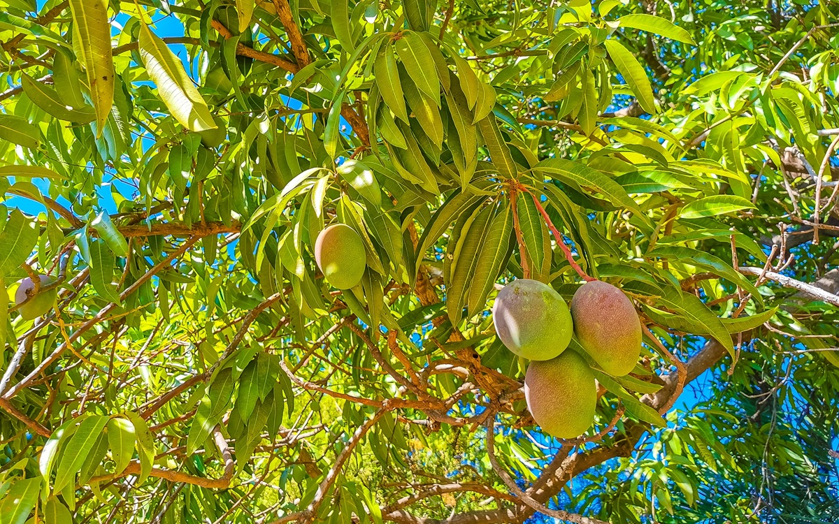 Altas temperaturas y lluvias extremas presionan al mango mexicano