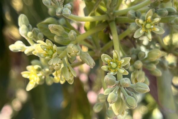 El gen detrás del mecanismo de millones de años que regula el cambio de sexo de las flores del aguacate 4 El gen detrás del mecanismo de millones de años que regula el cambio de sexo de las flores del aguacate