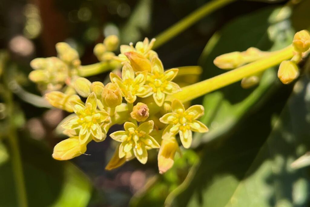 El gen detrás del mecanismo de millones de años que regula el cambio de sexo de las flores del aguacate